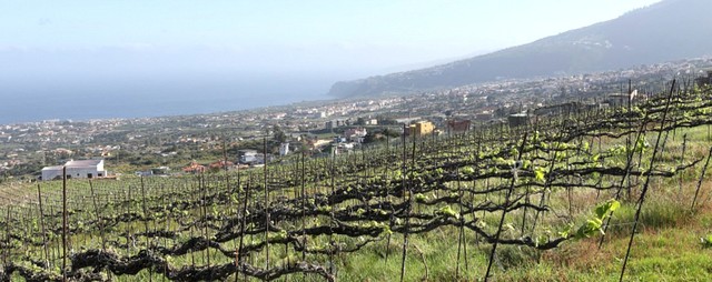 Vidonia  vinyard_PNG.jpg