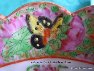 Black & yellow butterfly on Lotus